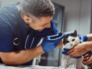 Gato tendo o ouvido avaliado por um veterinário
